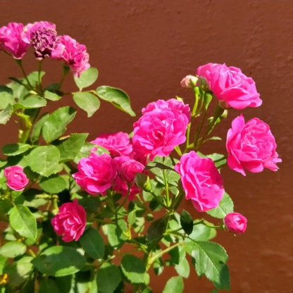 Paneer / Edward Rose Own Rooted Live Plant