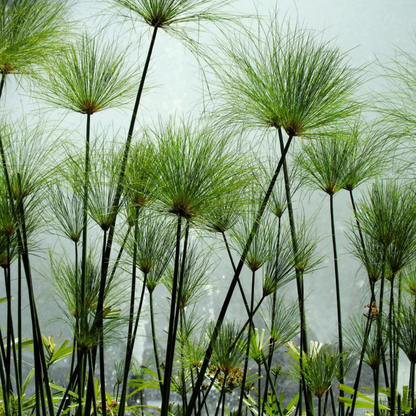 Paper Reed (Cyperus papyrus) Live Plant