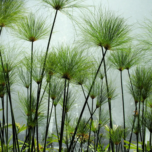 Paper Reed (Cyperus papyrus) Live Plant