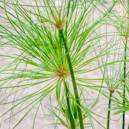 Paper Reed (Cyperus papyrus) Live Plant