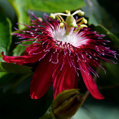 Passiflora Lady Margaret Burgundy (Krishna Kamal) Live Plant