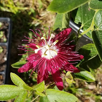 Passiflora Lady Margaret Burgundy (Krishna Kamal) Live Plant