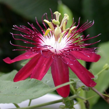 Passiflora Lady Margaret Burgundy (Krishna Kamal) Live Plant
