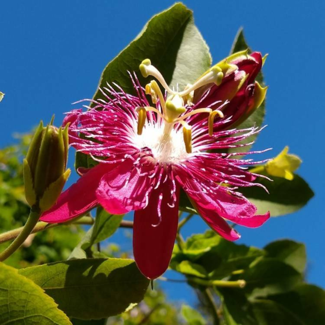 Passiflora Lady Margaret Burgundy (Krishna Kamal) Live Plant