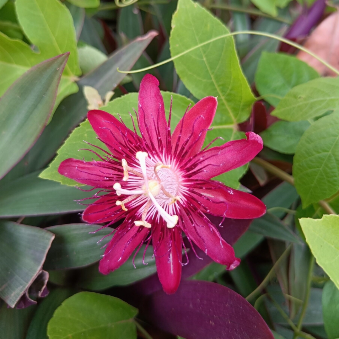 Passiflora Lady Margaret Burgundy (Krishna Kamal) Live Plant