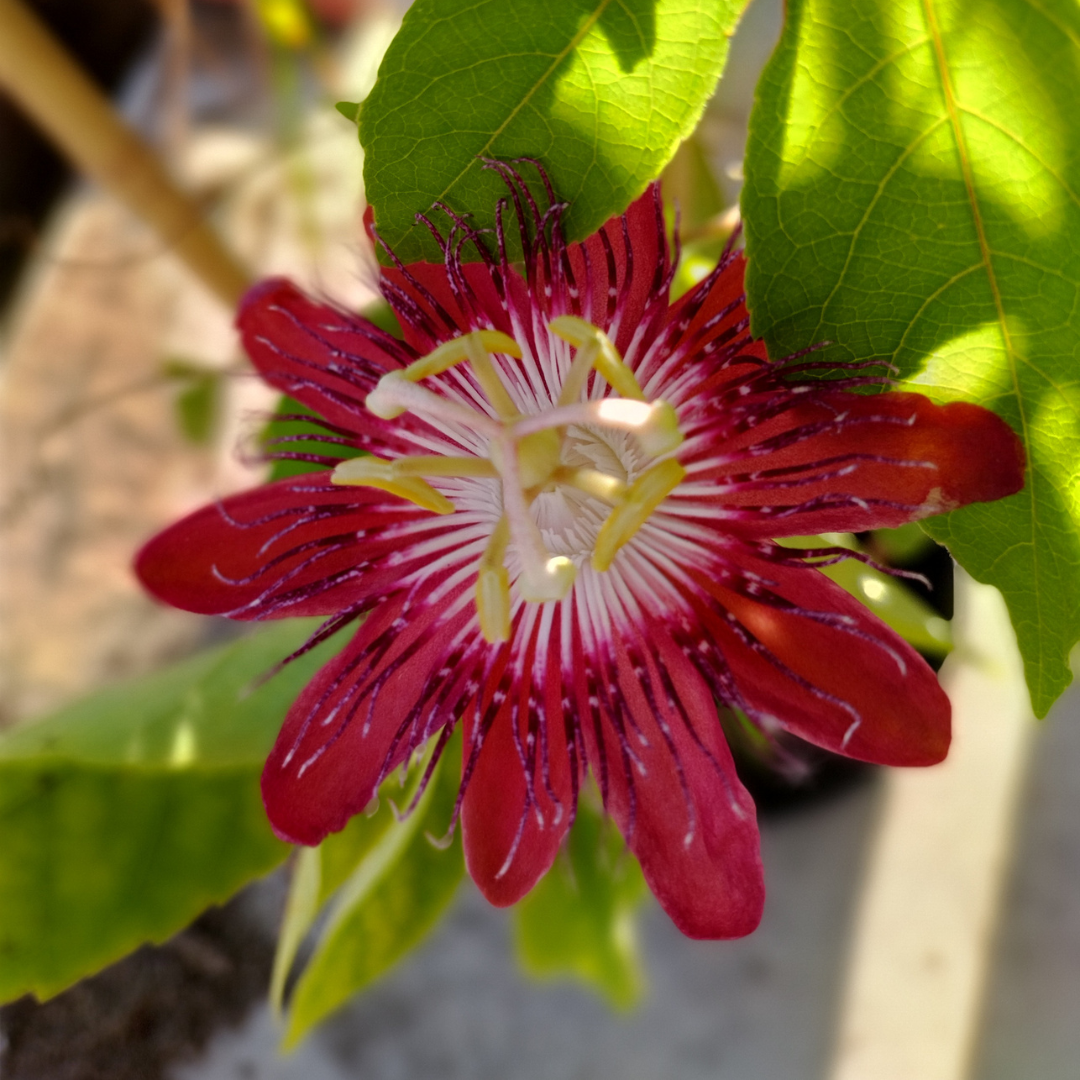 Passiflora Lady Margaret Burgundy (Krishna Kamal) Live Plant