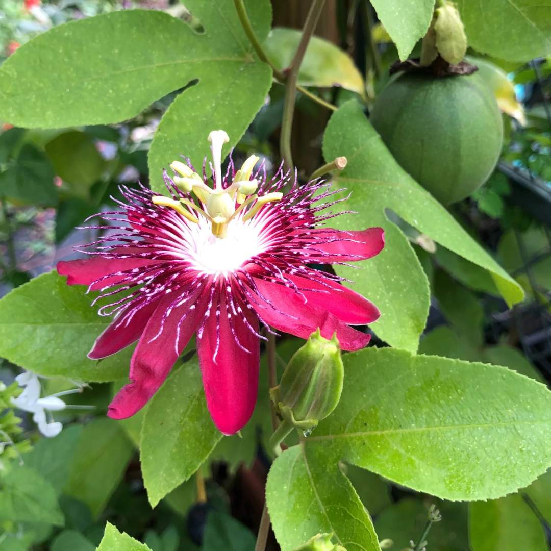 Passiflora Lady Margaret Burgundy (Krishna Kamal) Live Plant