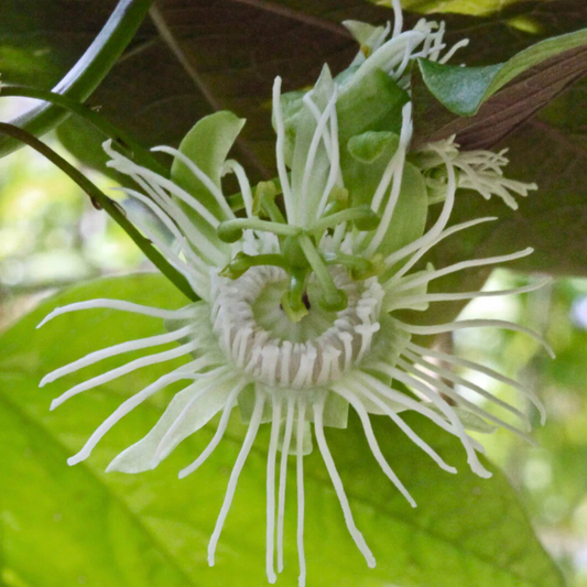 Passiflora Variegated with White Flowers Rare Flowering Live Plant