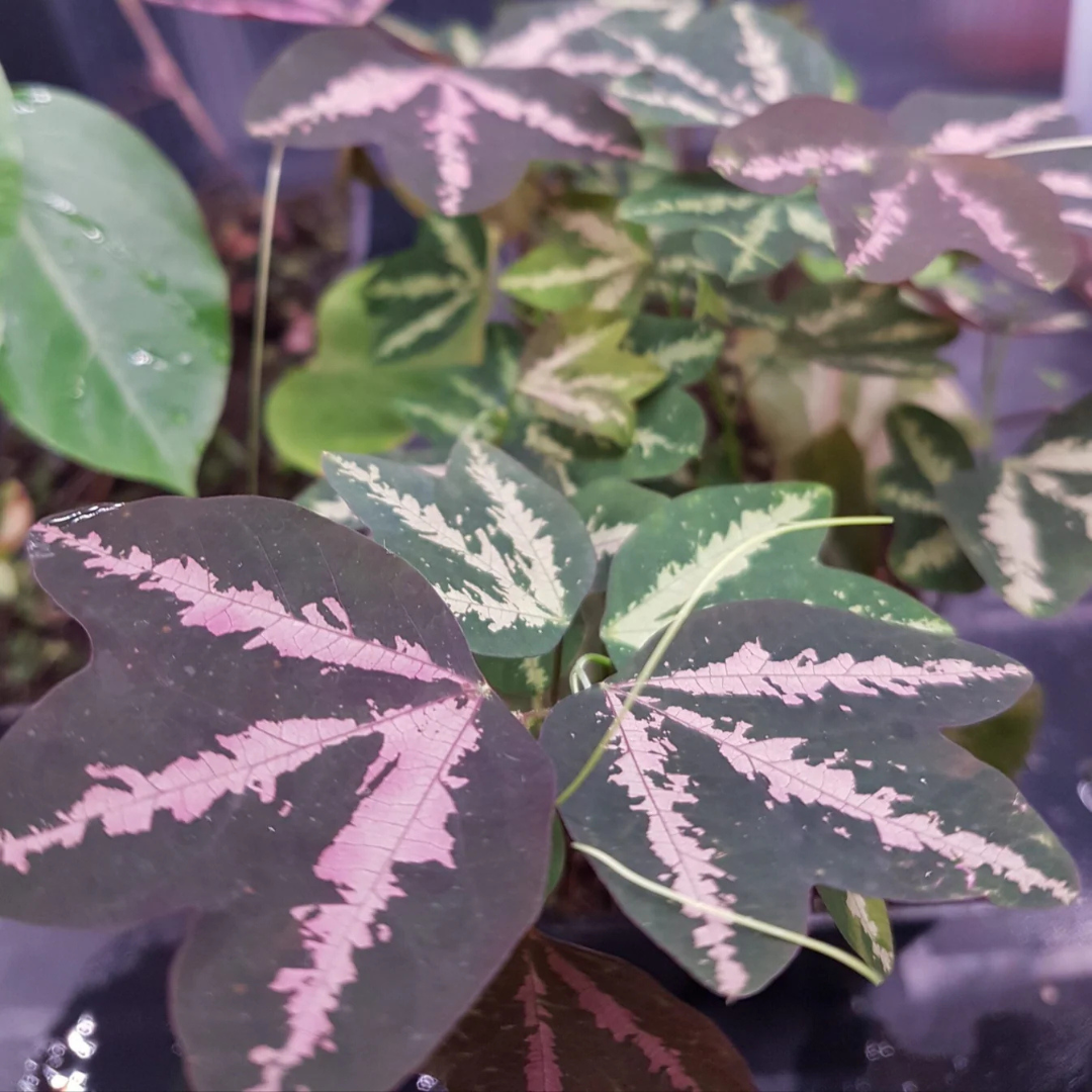 Passiflora Variegated with White Flowers Rare Flowering Live Plant