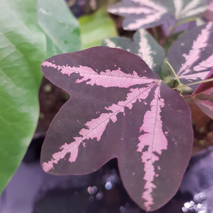 Passiflora Variegated with White Flowers Rare Flowering Live Plant