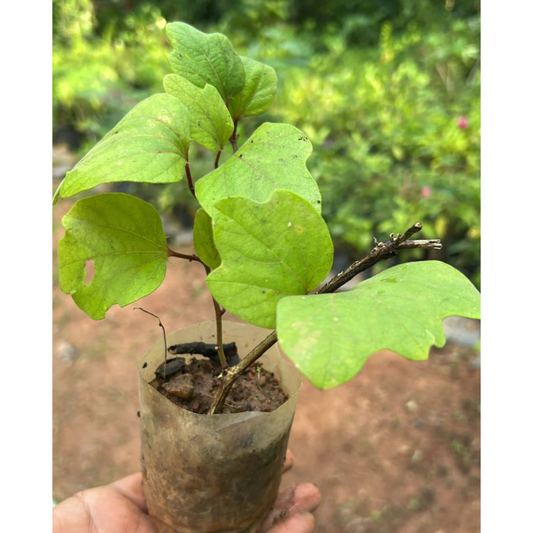 Passiflora holosericea (Krishna Kamal) Yellow Flowering Live Plant