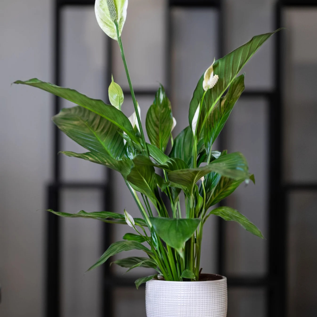 Peace Lily / Spathiphyllum Indoor Plant