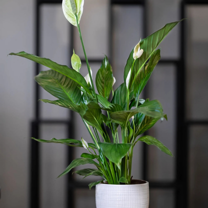 Peace Lily / Spathiphyllum Indoor Plant