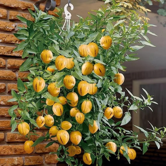 Pepino Melon / Tree Tomato Fruit (Solanum muricatum) Live Plant