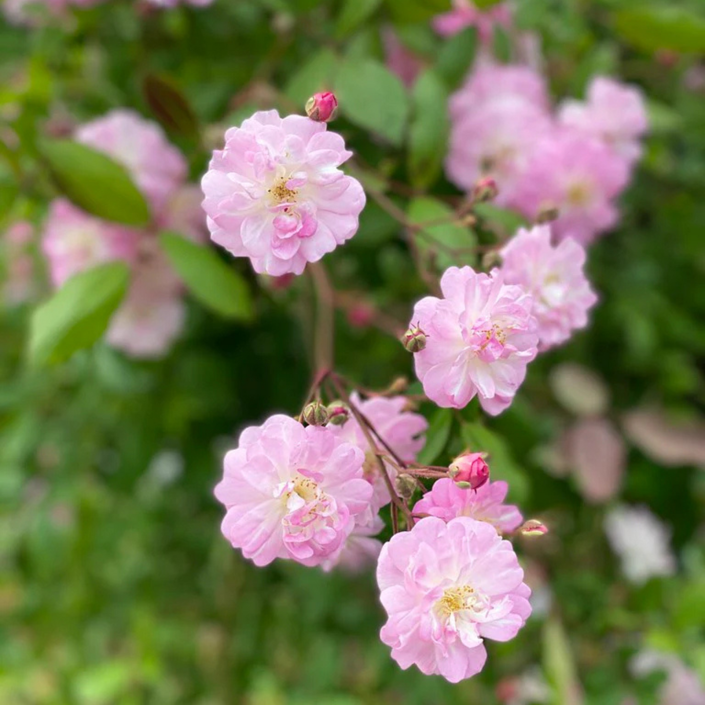 Perfume Breeze Creeper/Climber Rose Live Plant with Pot