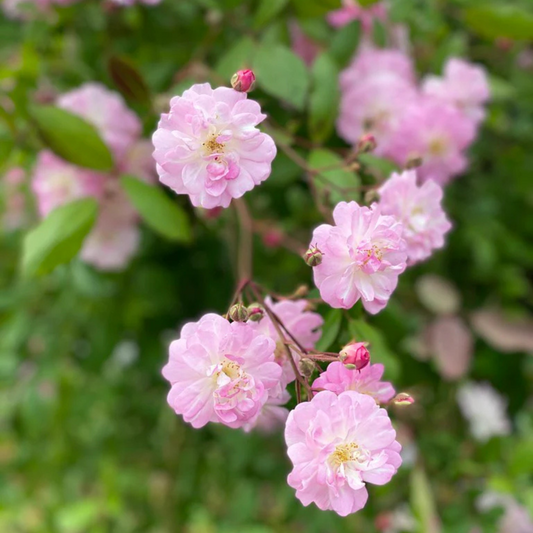 Perfume Breeze Creeper/Climber Rose Live Plant with Pot