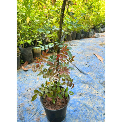 Perfume Breeze Creeper/Climber Rose Live Plant with Pot