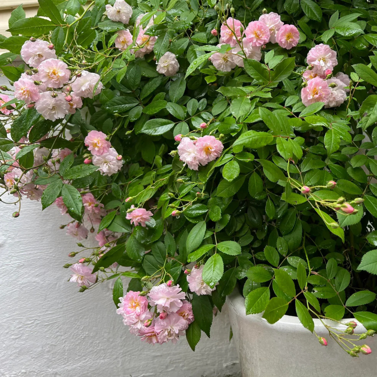 Perfume Breeze Creeper/Climber Rose Live Plant with Pot