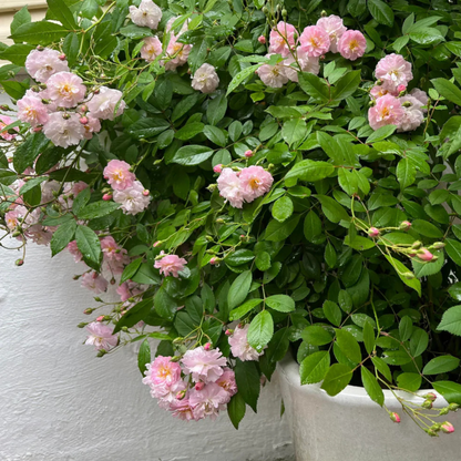 Perfume Breeze Creeper/Climber Rose Live Plant with Pot