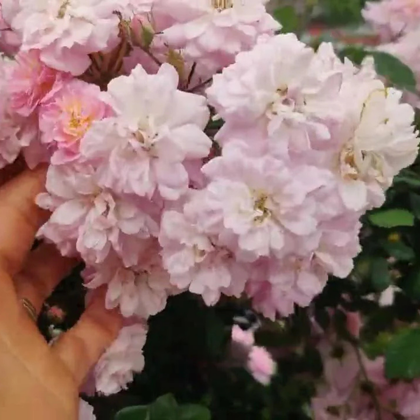 Perfume Breeze Creeper/Climber Rose Live Plant with Pot