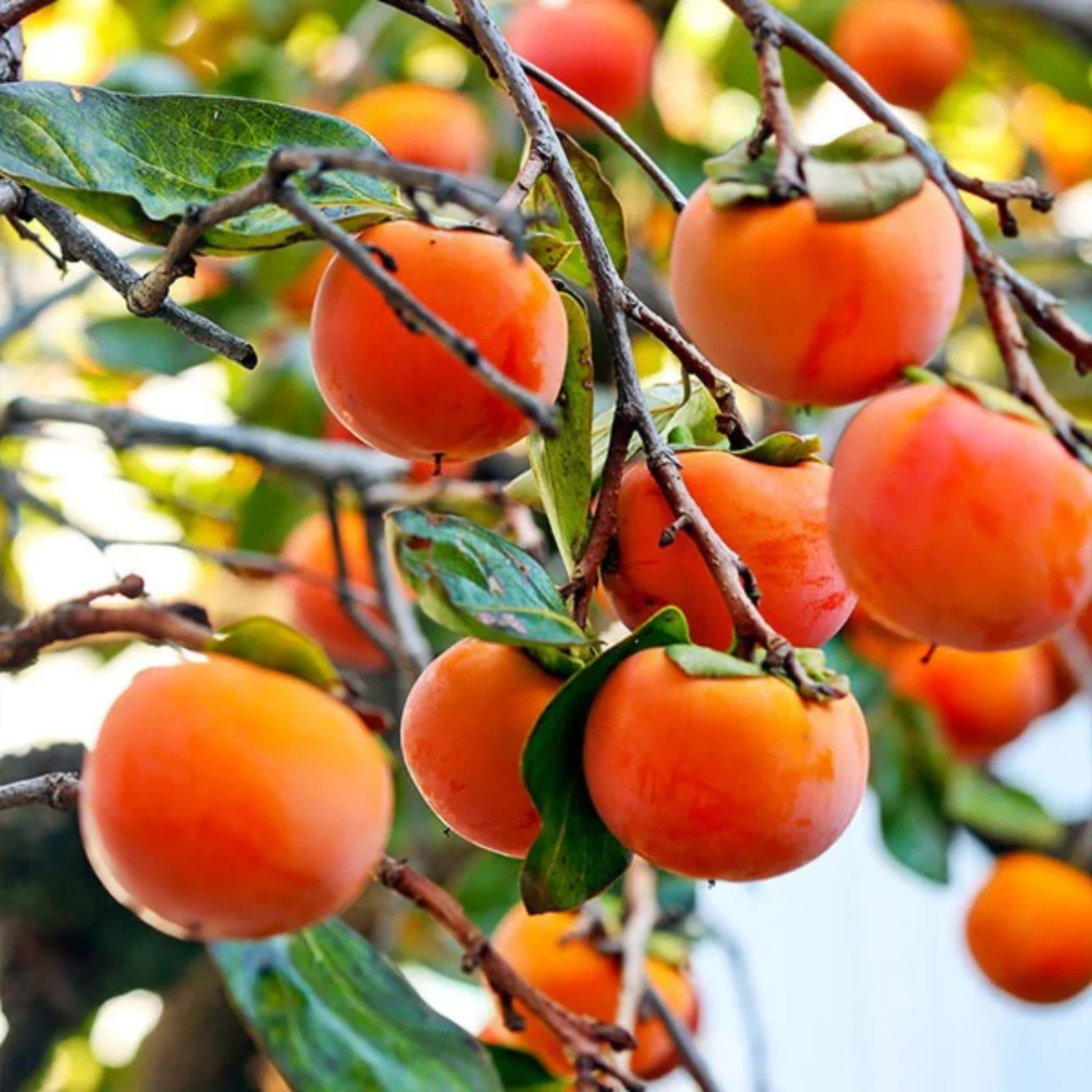 Persimmon (Diospyros kaki) Fruit Live Plant
