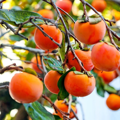Persimmon (Diospyros kaki) Fruit Live Plant