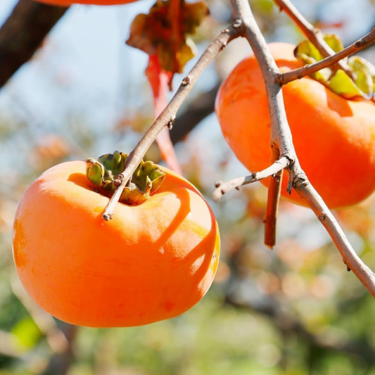 Persimmon (Diospyros kaki) Fruit Live Plant