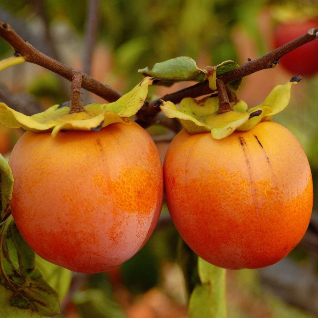 Persimmon (Diospyros kaki) Fruit Live Plant