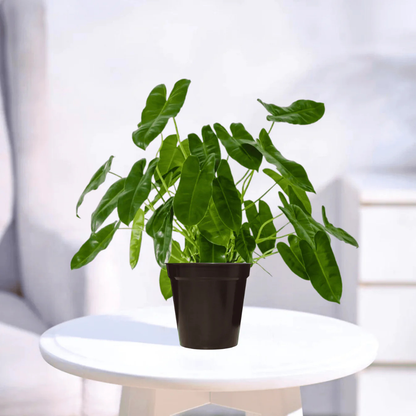 Philodendron Indoor and Outdoor Live Plant