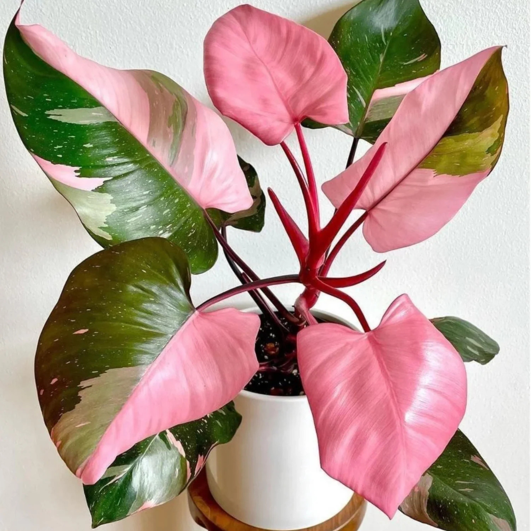 Philodendron Pink Princess Indoor / Outdoor Live Plant