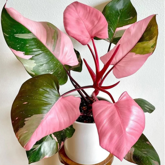 Philodendron Pink Princess Indoor / Outdoor Live Plant