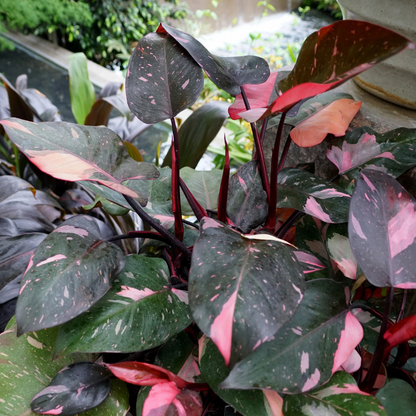 Philodendron Pink Princess Indoor / Outdoor Live Plant