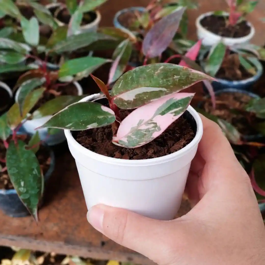 Philodendron Pink Princess Indoor / Outdoor Live Plant