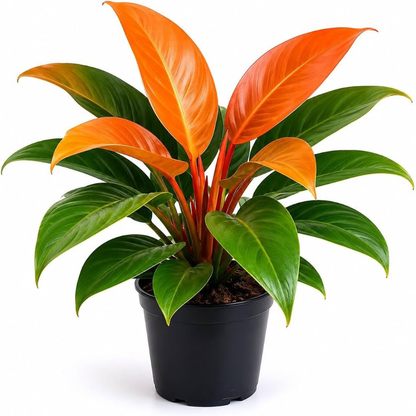 Philodendron 'Prince of Orange' Indoor / Outdoor Live Plant