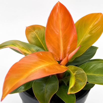 Philodendron 'Prince of Orange' Indoor / Outdoor Live Plant
