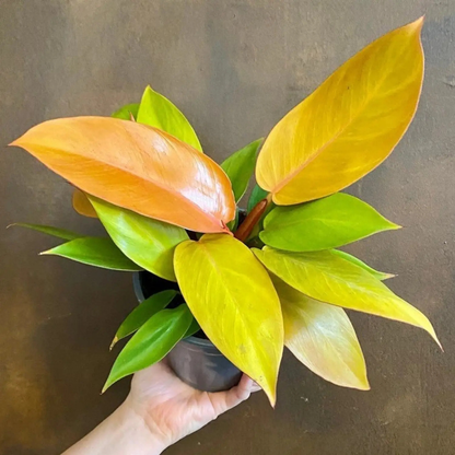 Philodendron 'Prince of Orange' Indoor / Outdoor Live Plant