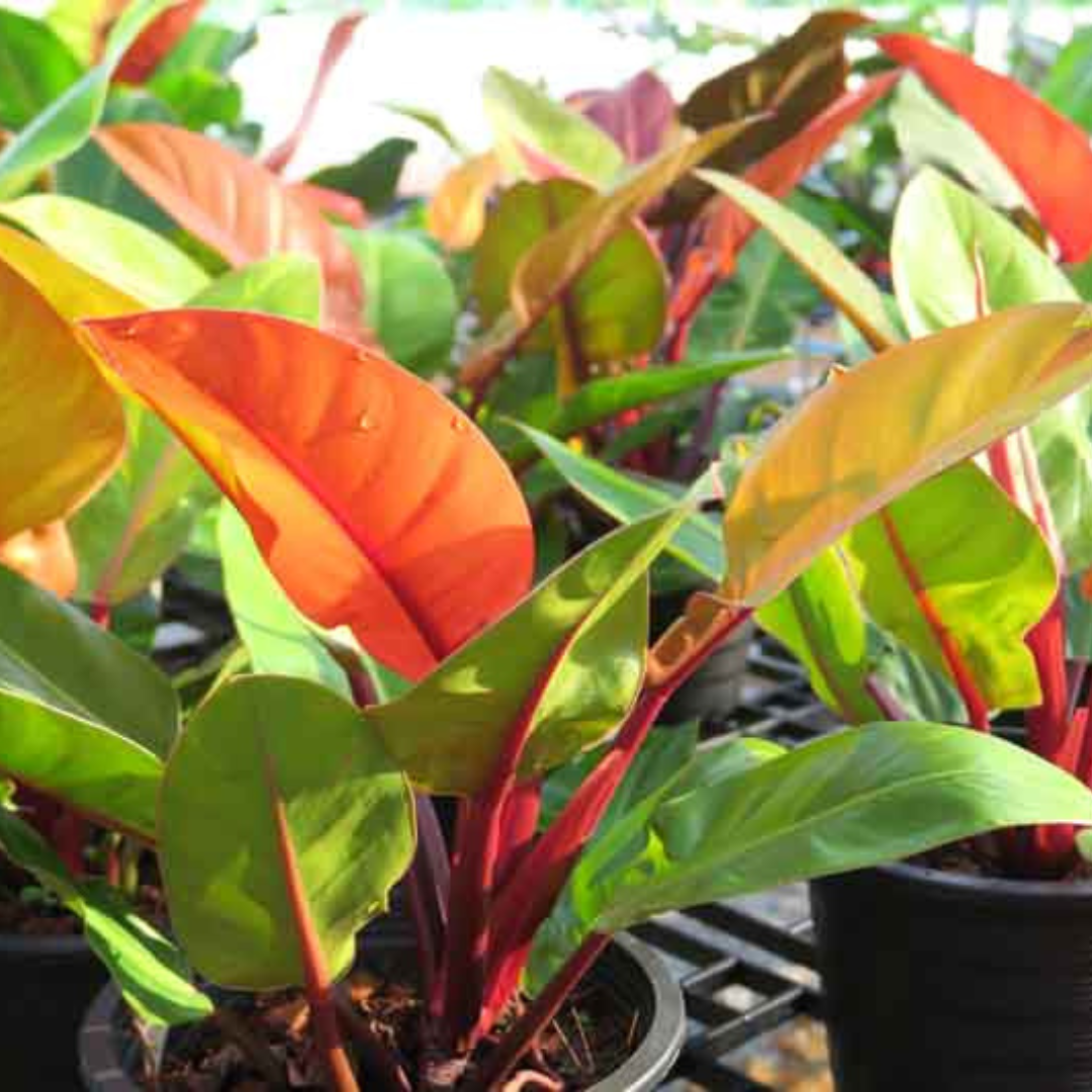 Philodendron 'Prince of Orange' Indoor / Outdoor Live Plant