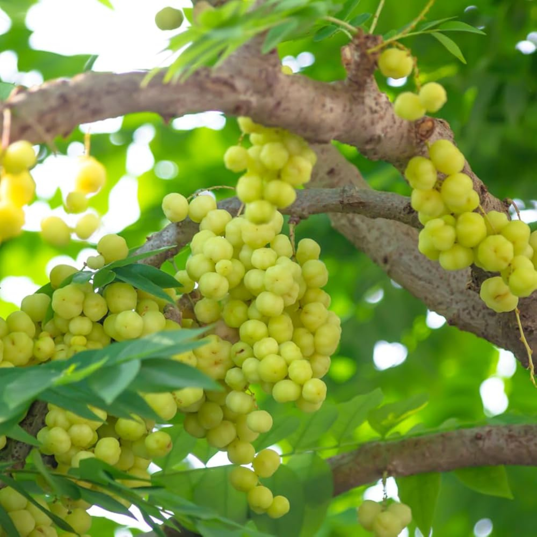 Phyllanthus Acidus (Star Gooseberry) Live Fruit Plant