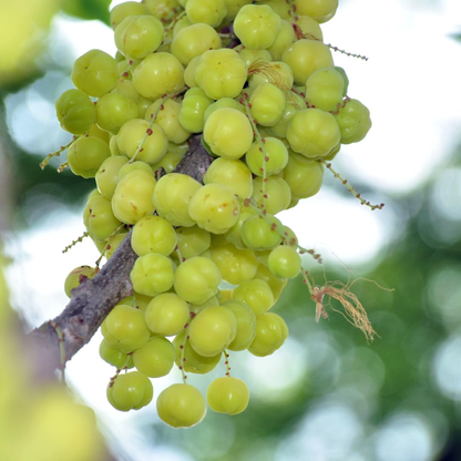 Phyllanthus Acidus (Star Gooseberry) Live Fruit Plant