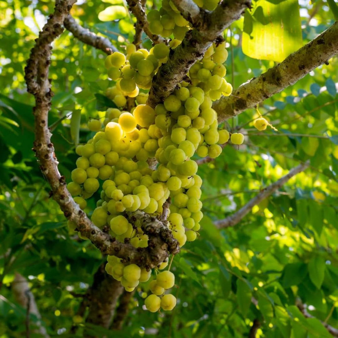 Phyllanthus Acidus (Star Gooseberry) Live Fruit Plant