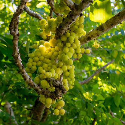 Phyllanthus Acidus (Star Gooseberry) Live Fruit Plant