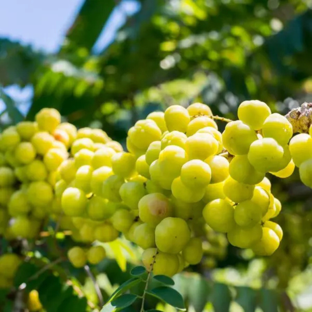 Phyllanthus Acidus (Star Gooseberry) Live Fruit Plant