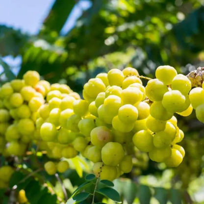 Phyllanthus Acidus (Star Gooseberry) Live Fruit Plant