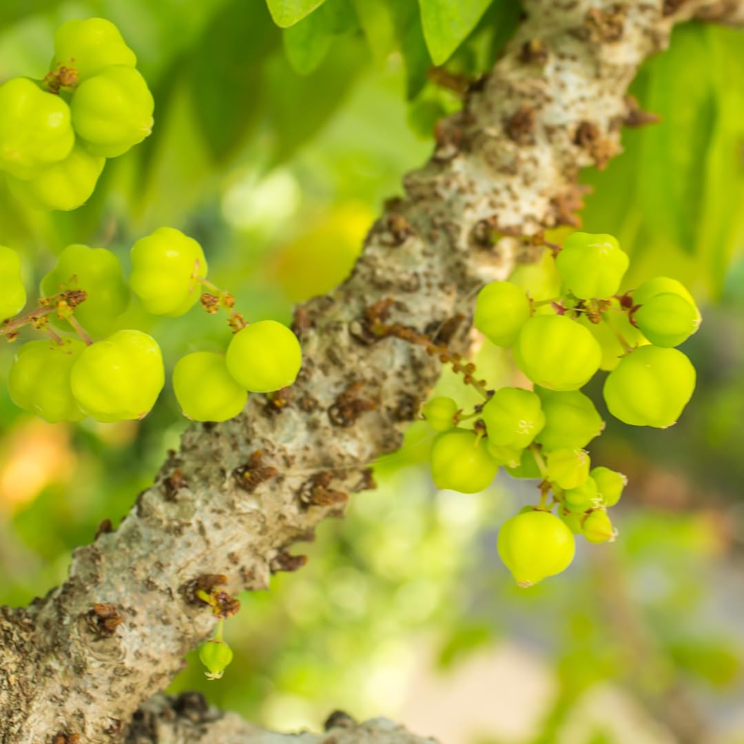 Phyllanthus Acidus (Star Gooseberry) Live Fruit Plant