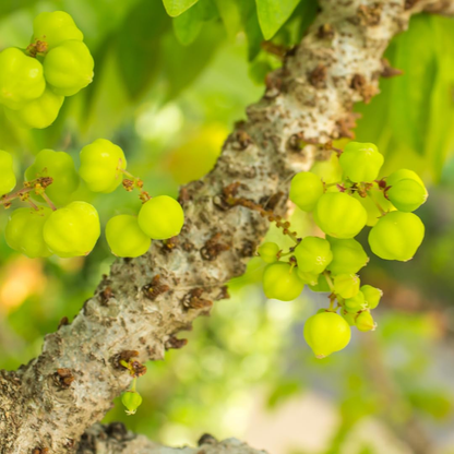 Phyllanthus Acidus (Star Gooseberry) Live Fruit Plant