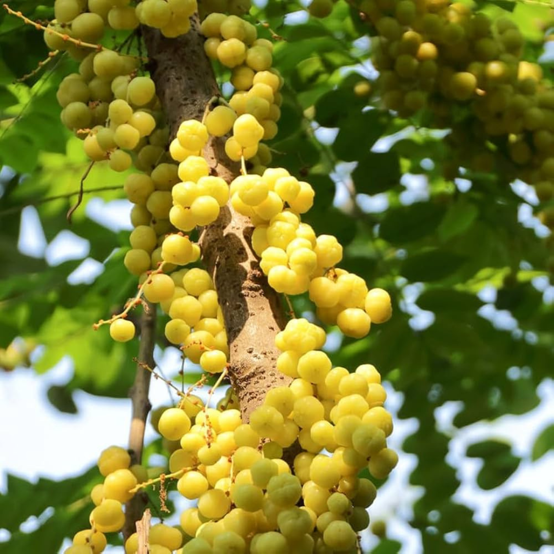 Phyllanthus Acidus (Star Gooseberry) Live Fruit Plant