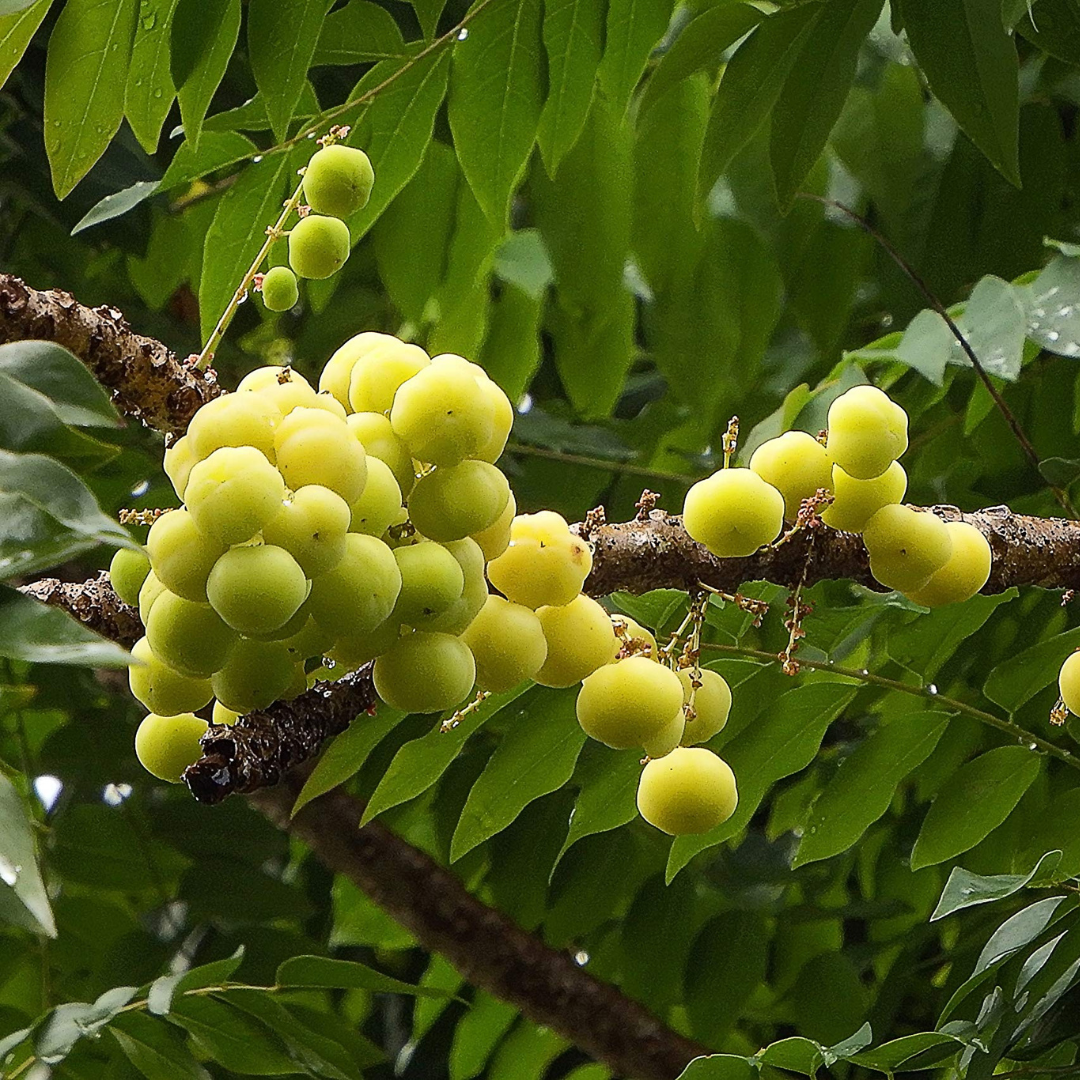 Phyllanthus Acidus (Star Gooseberry) Live Fruit Plant