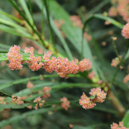Phyllanthus Angustifolius Live Plant