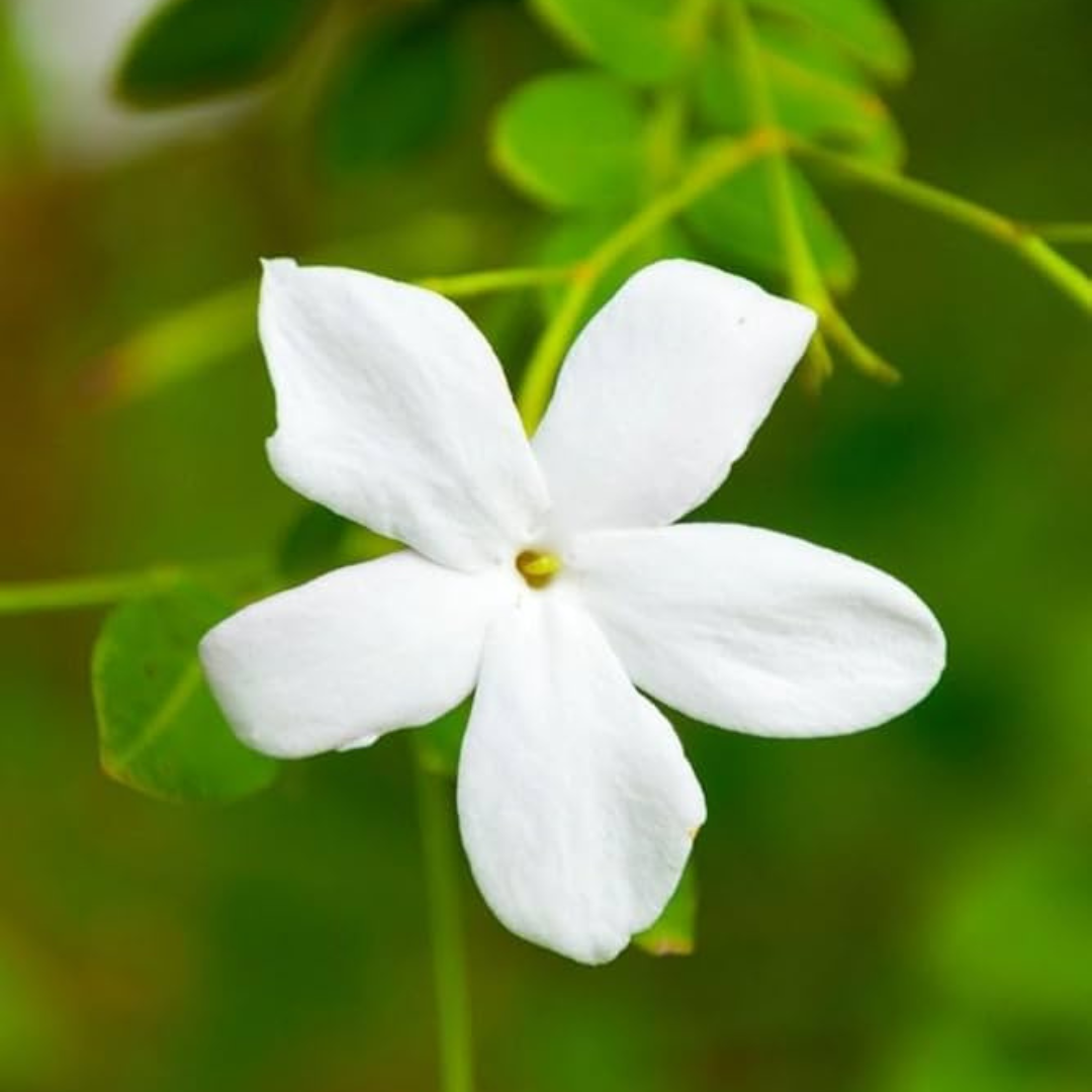 Pichi Poo – Jathi Malli (Jasminum Angustifolium) Fragrant Flowering Live Plant