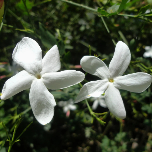 Pichi Poo – Jathi Malli (Jasminum Angustifolium) Fragrant Flowering Live Plant